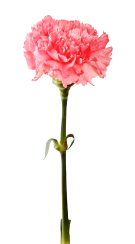 A single offering flower